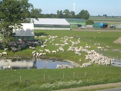 Die Schafe auf der Weide.